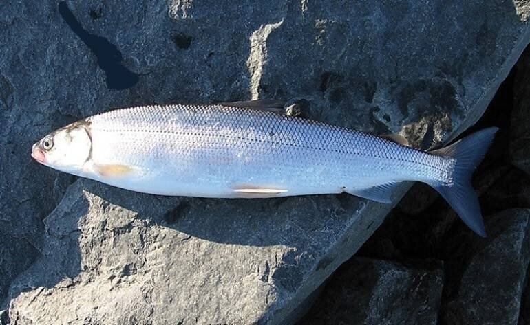 Морской сиг