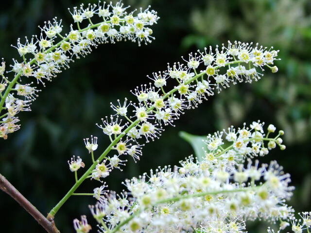 Соцветия «собачьей сакуры» (лат. Prunus buergeriana) в городе Кобэ, Япония