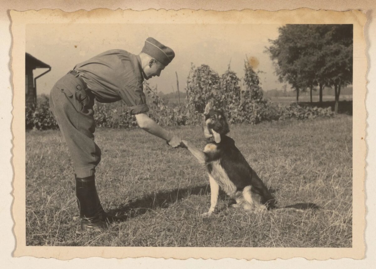 Законы Германии, принятые с 1933 года. Reichstierschutzgesetz | Rottweiler  | Дзен