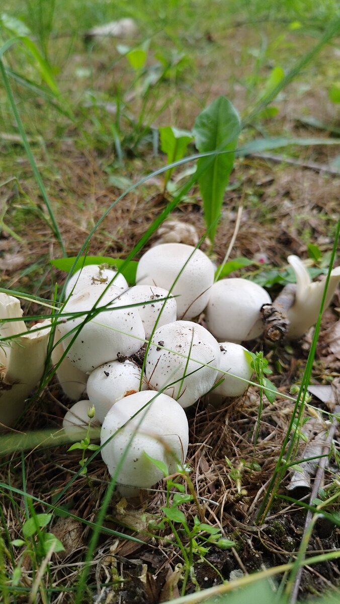 шампиньон желтеющий - фото автора