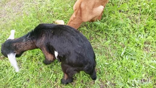 Заморозки❄️ Едим к маме. Гуляем с козами 🐐 Простая жизнь обычной семьи!