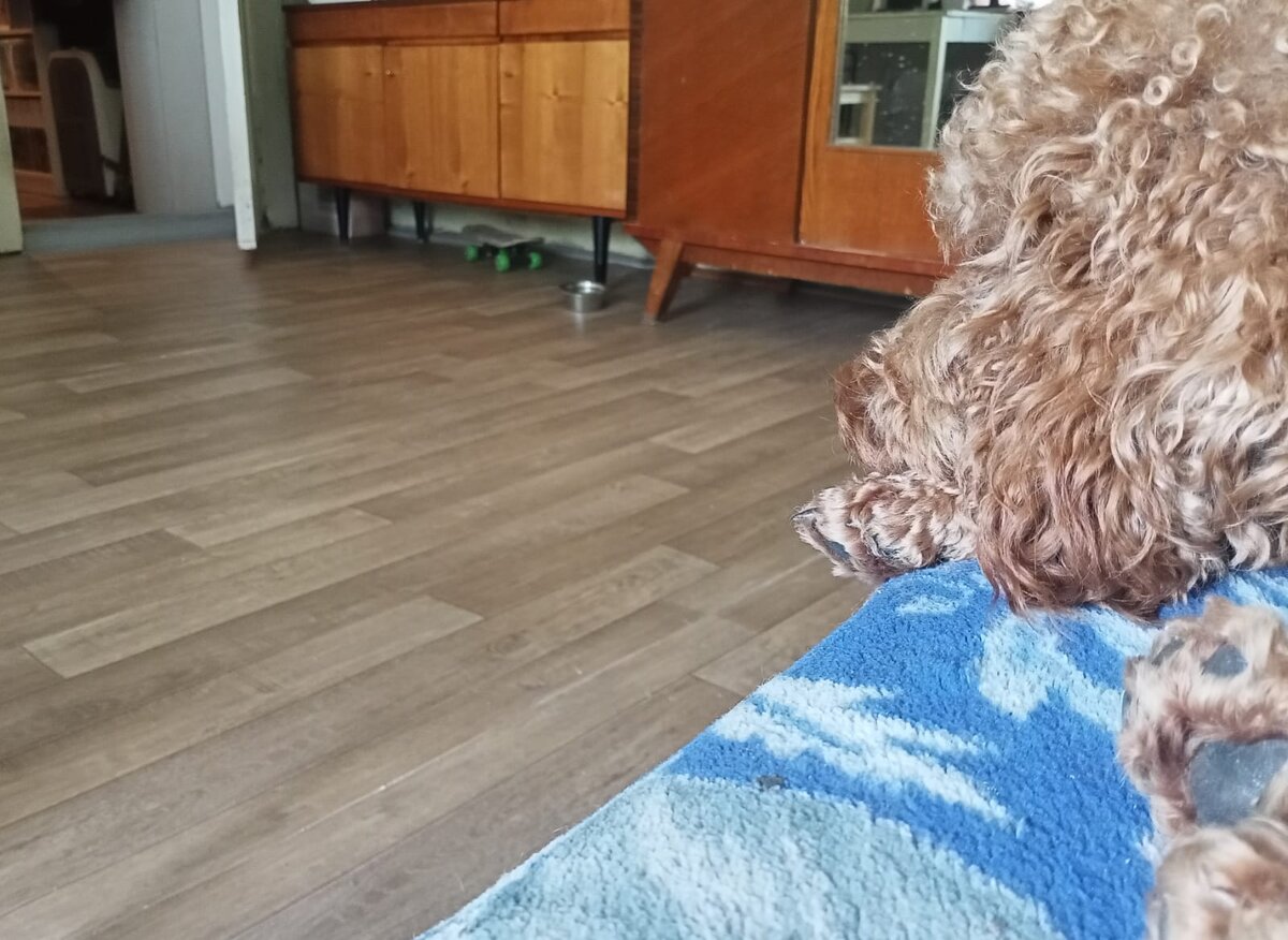 Румпель: - Как же теперь бегать по этому... ЧТО ЭТО????