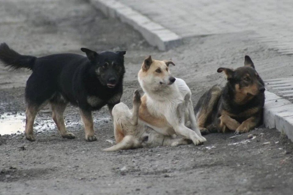    У собак есть хозяин, но обитают они рядом с автобусной остановкой Олег УКЛАДОВ
