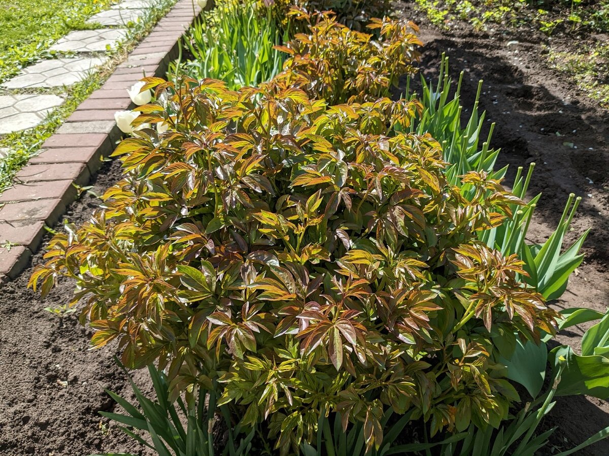 Май - тюльпаны отцвели, и пионы их вот-вот скроют