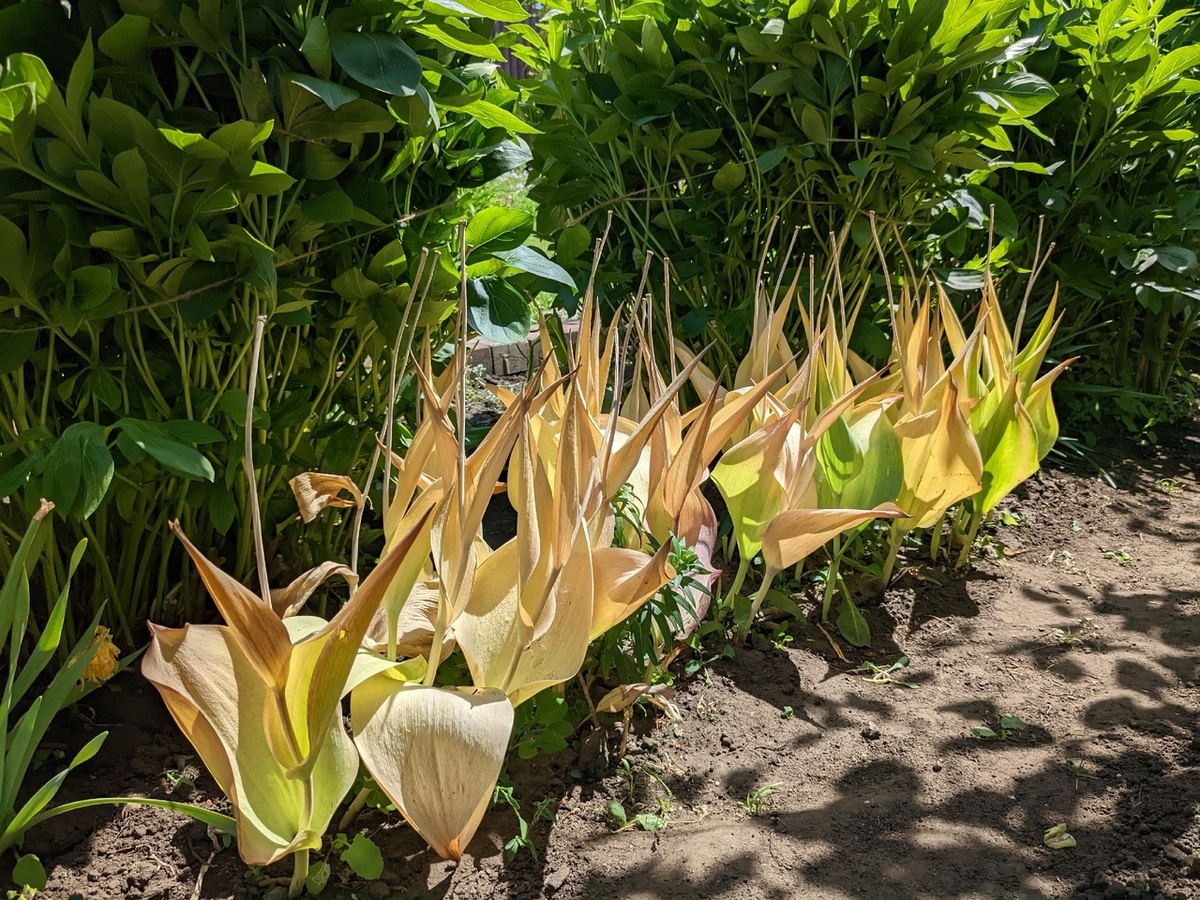 Начало июня: пионы подвязаны перед цветением, а ботву тюльпанов в таком состоянии можно уже срезать