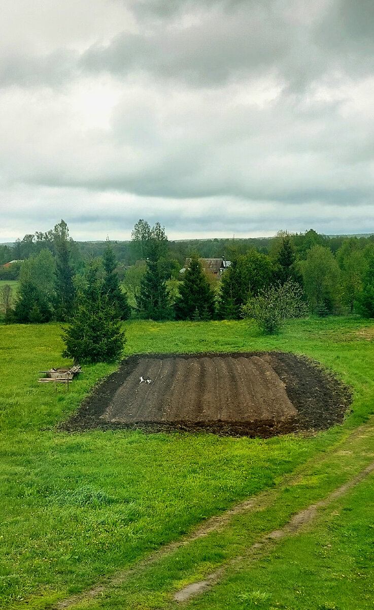 Маленькая серо-белая точка, это кот пришёл с проверкой