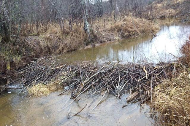    Плотина помогает защититься от хищника и облегчает добычу пищи. Фото: Министерство природы России