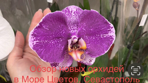 ОБЗОР новых орхидей в МОРЕ ЦВЕТОВ (СЕВАСТОПОЛЬ) 11.05.24 г.