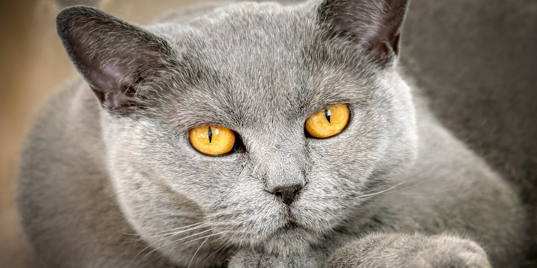 Правильный распорядок дня уважающего себя кота