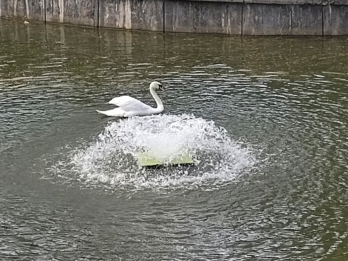 Лебеди в парке