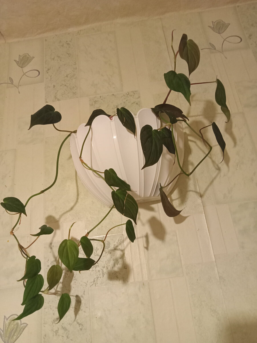 Все листочки "смотрят" на свет...