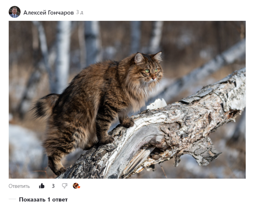 Скриншот «Портрета» участника флешмоба Алексея Гончарова «Весенний бал». 
