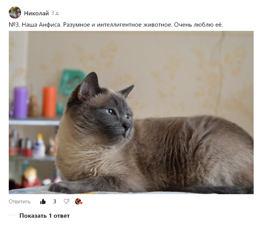 Скриншот «Портрета» участника флешмоба Николая «Весенний бал». 