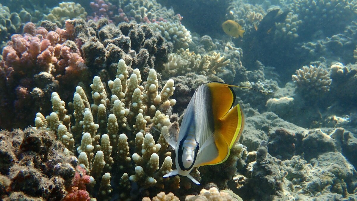 В Красном море обитает более 1200 видов рыб. Источник: Unsplash. Автор: Ralf Schlegel