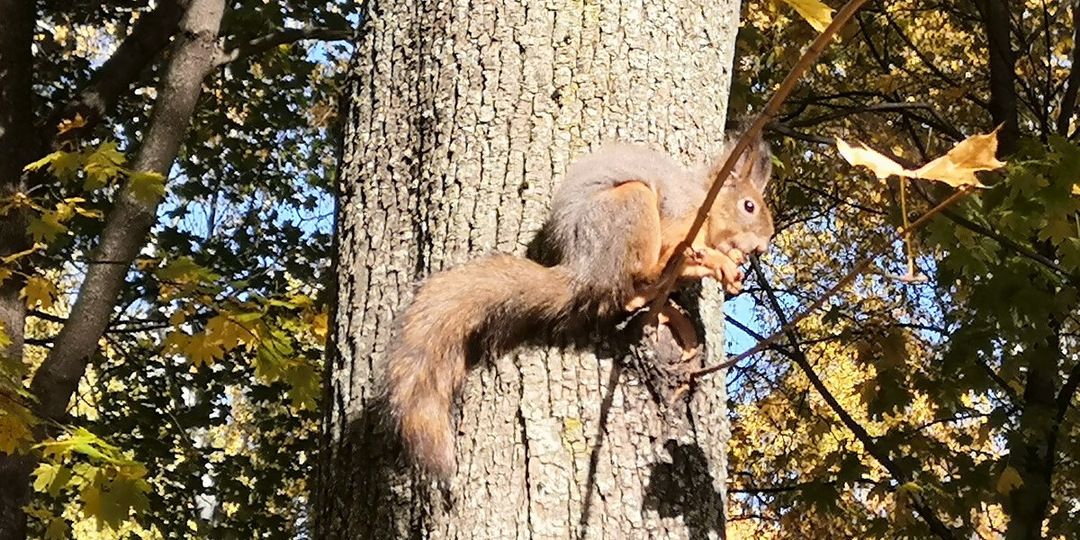 15 лучших парков Москвы: где погулять в столице?