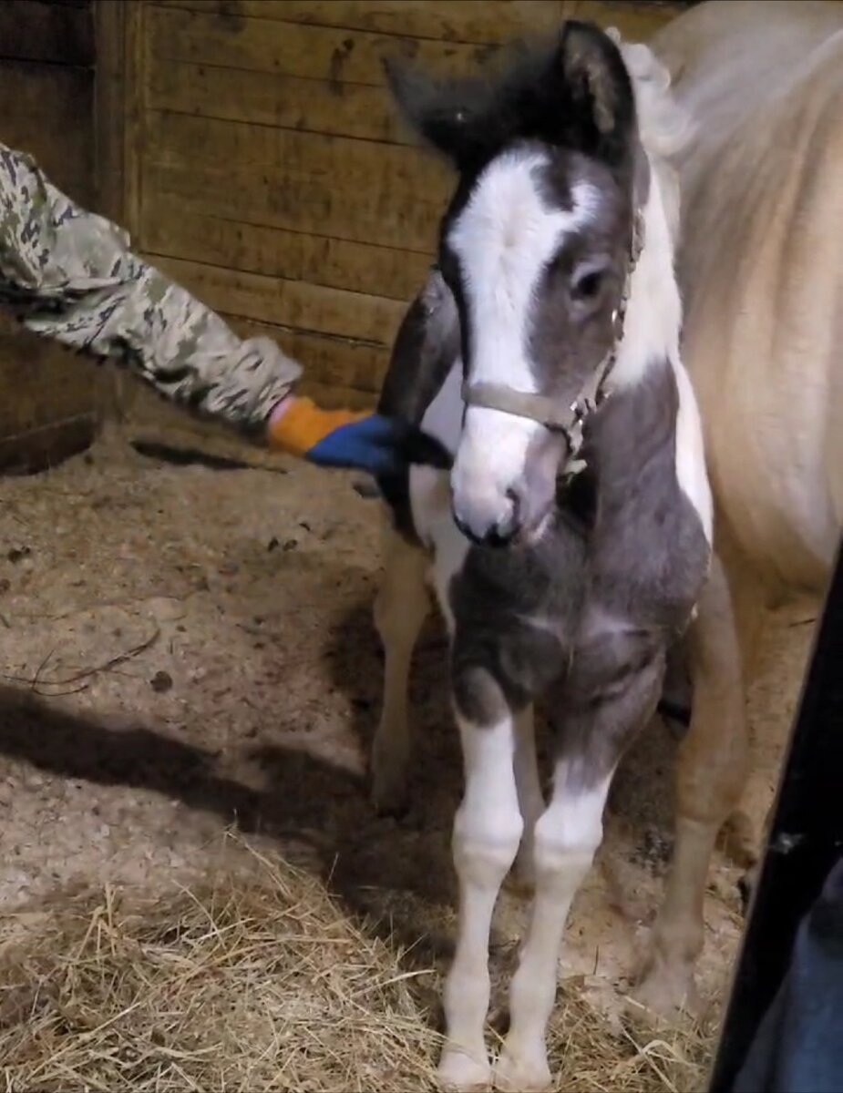 Жеребенок Алтай 