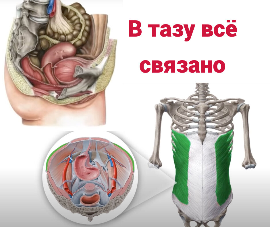Ваши органы внутренние окружены со всех сторон мышцами, а снизу лежат на тазовой диафрагме (в кружочке на картинке вид сверху)