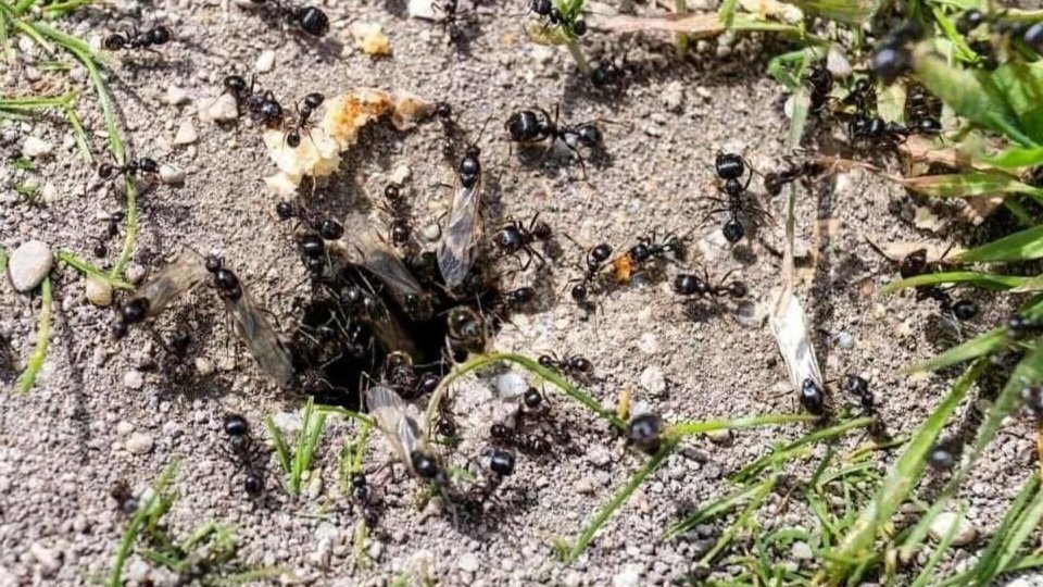 Муравьи – высокоорганизованные насекомые, которые способны захватить любой участок своим неустанным трудом по распространению муравейников и своего влияния.