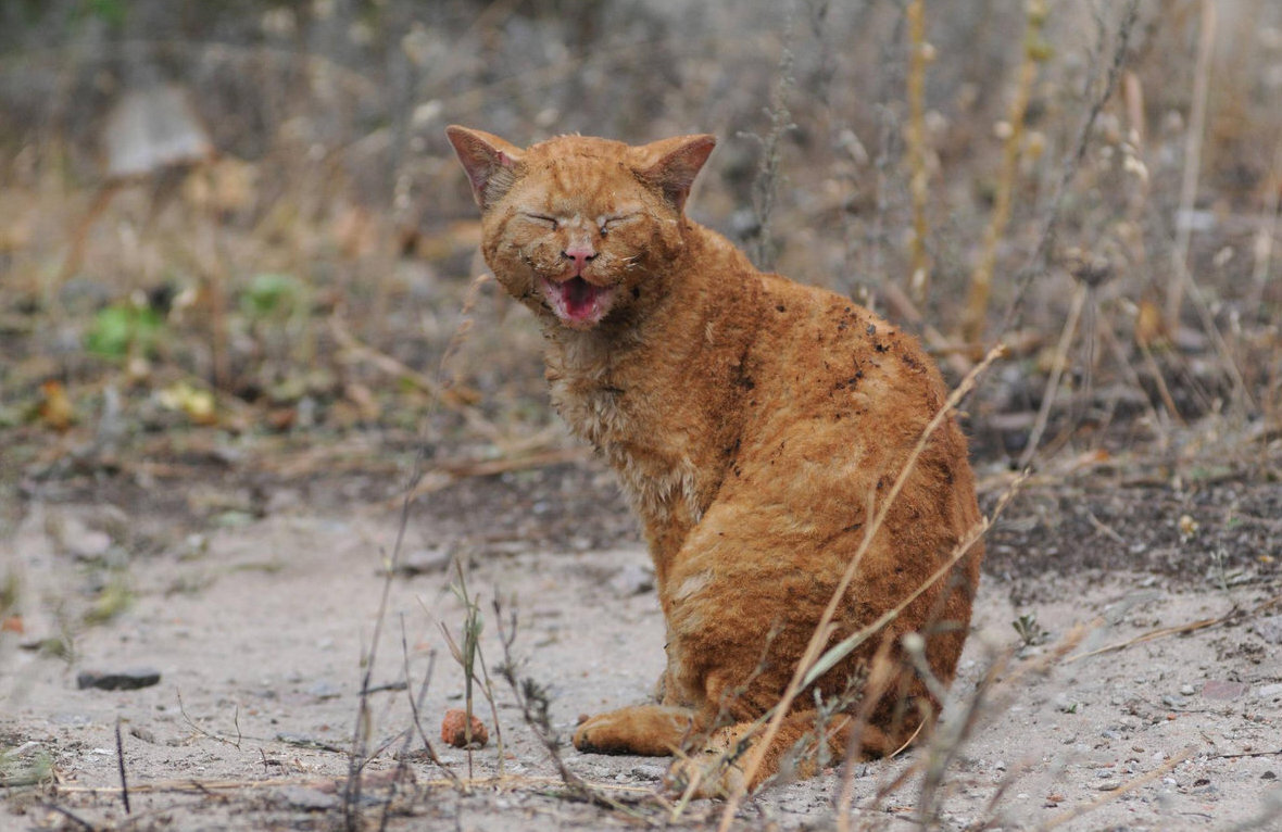 Изображение из открытого источника