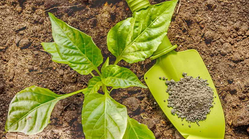 В Сети очень много информации по поводу выращивания перцев – запутаться можно! 