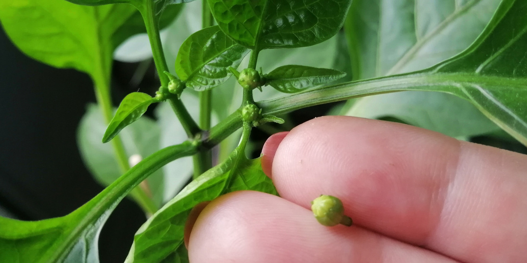 “Стоит ли заглублять перцы при посадке и удалять коронный цветок”?: рассказываю о своих подходах