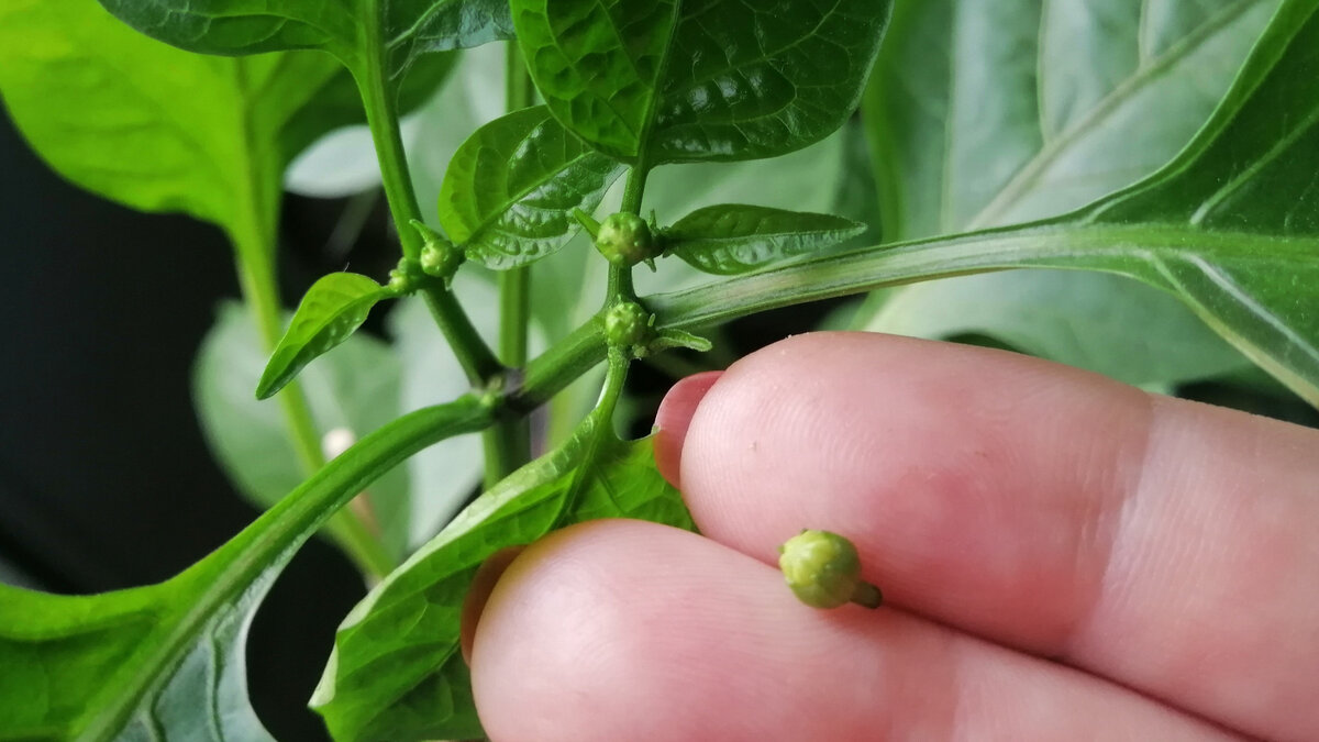 Коронный цветок формируется самым первым на растениях у первой развилки сладкого перца. 