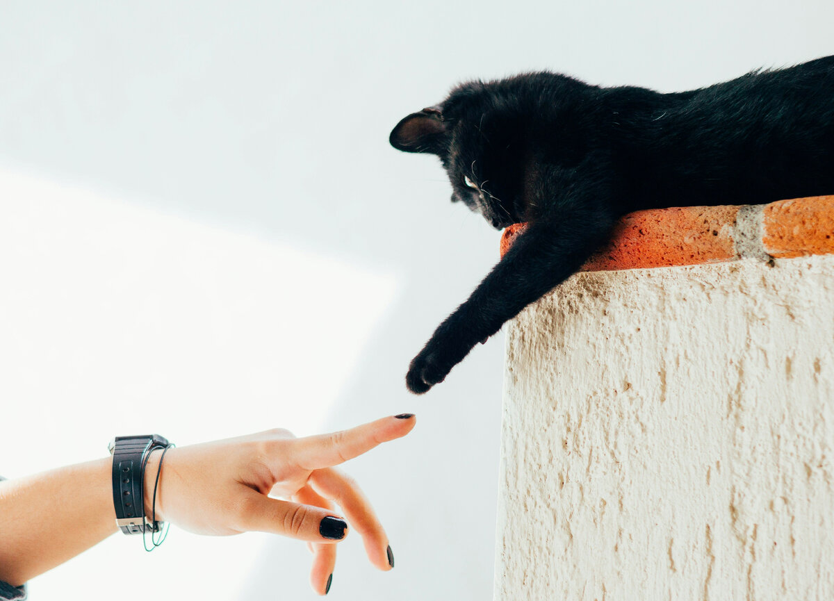 Сколько живут кошки? В среднем - не меньше 10 лет. Фото: Humberto Arelano/Unplash