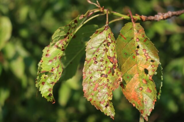 Болезни вишни — как распознать и чем лечить, чтобы не потерять дерево?  📷
