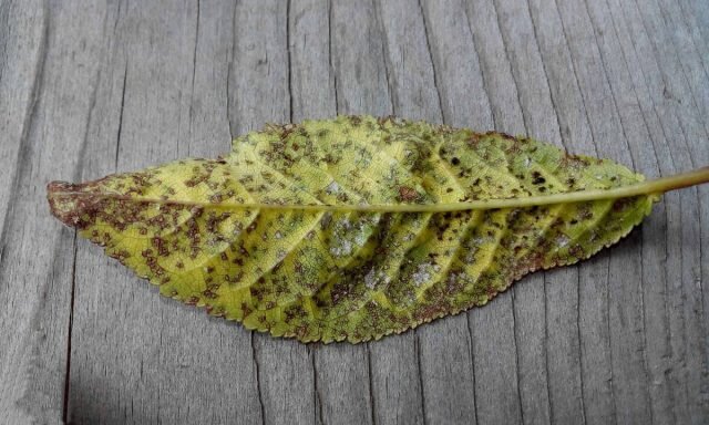 Коккомикоз проявляется на верхней стороне листьев в виде крошечных круглых пятнышек от коричнево-красного до фиолетового цвета. © PRO ОГОРОД  📷
