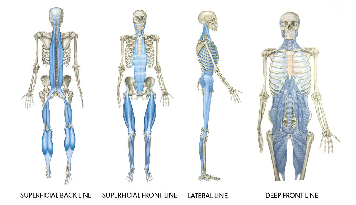 мышечно-фасциальные функциональные линии. Косая система.