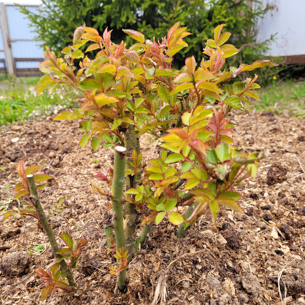 Роза Lucky ( весенняя посадка 23г)