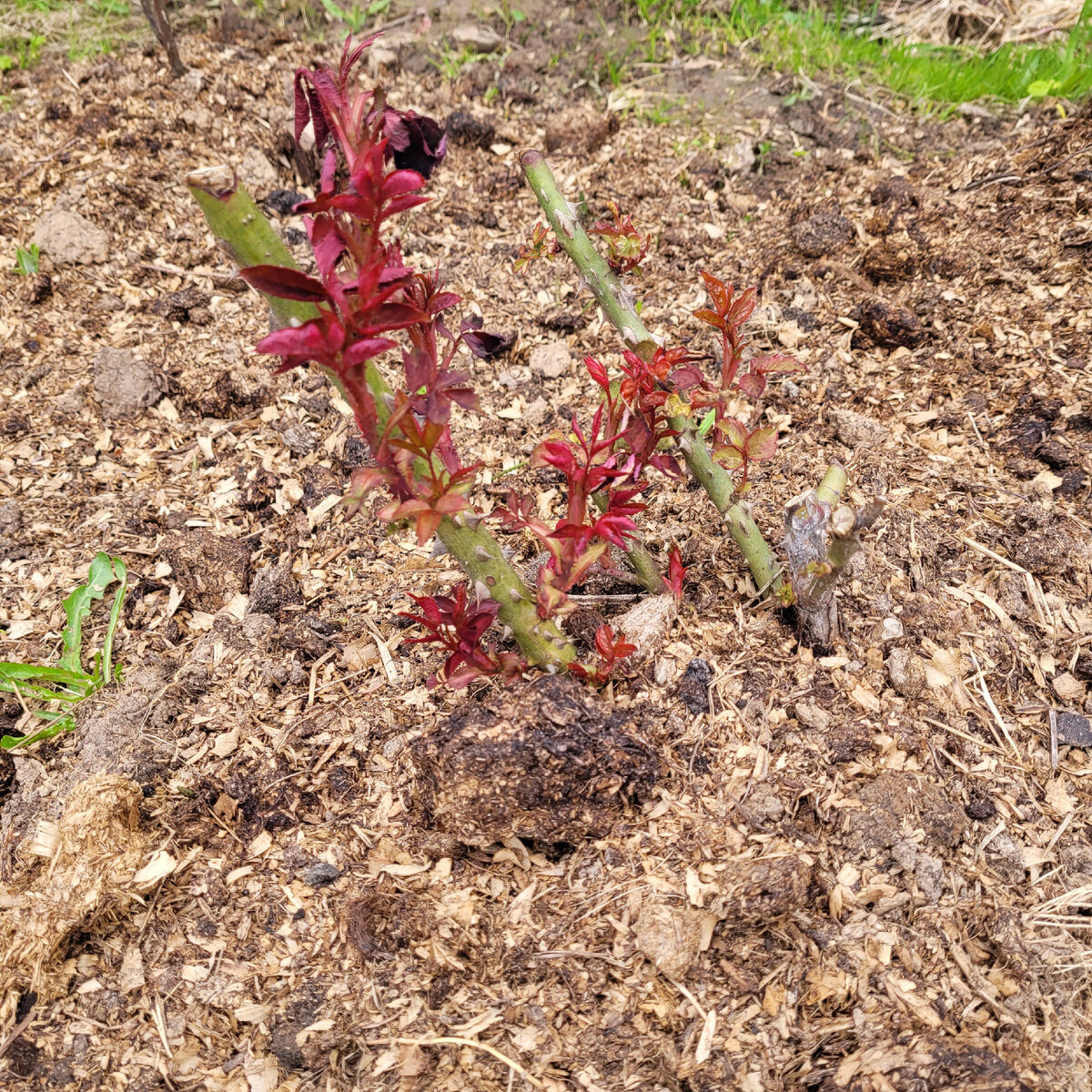 Роза Оливия ( весенняя посадка 23 г)