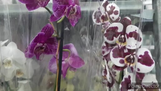 Орхидеи в ЛЕРУА от 913 руб. Холодный Май _ Самара 10 мая 2024г.