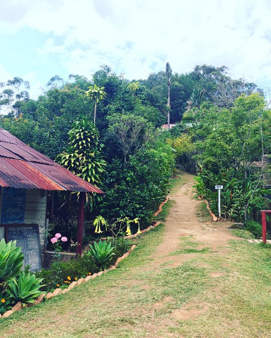 Дорога к лемурам.