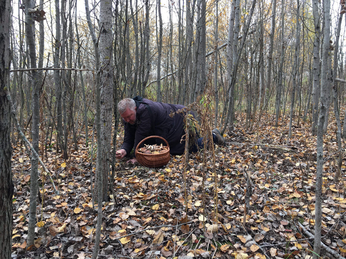 Мелкий осинник заполнил постсоветские поля в Московской и соседних областях….Там есть чем поживиться: весной, летом и осенью….