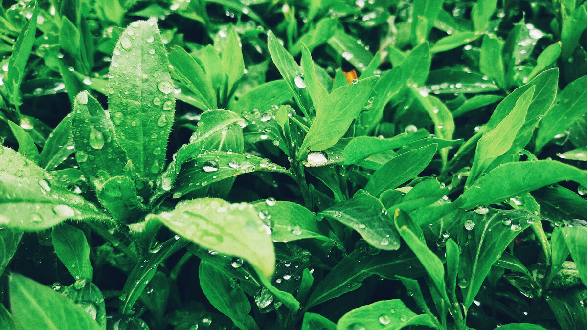 Давно красивых фото не делала почему-то 😐