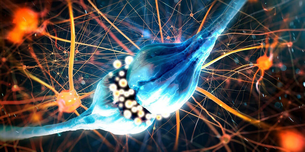 Так выглядит синапс нервной клетки