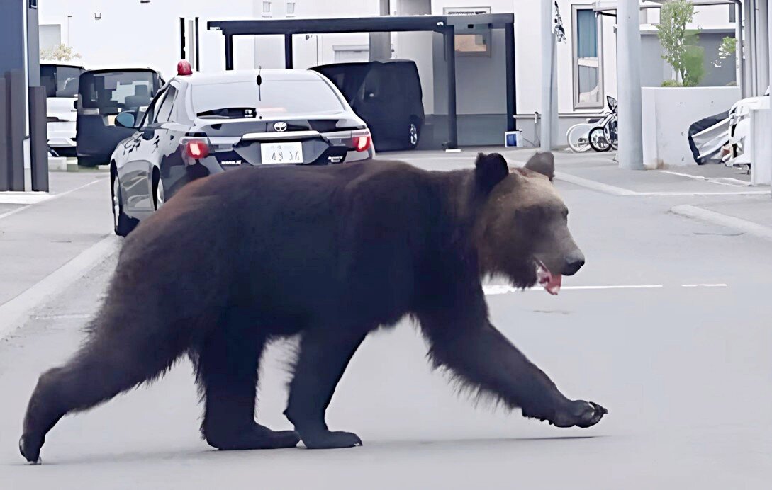 "Косолапая угроза" на улице японского мегаполиса. Фото: ornella.club