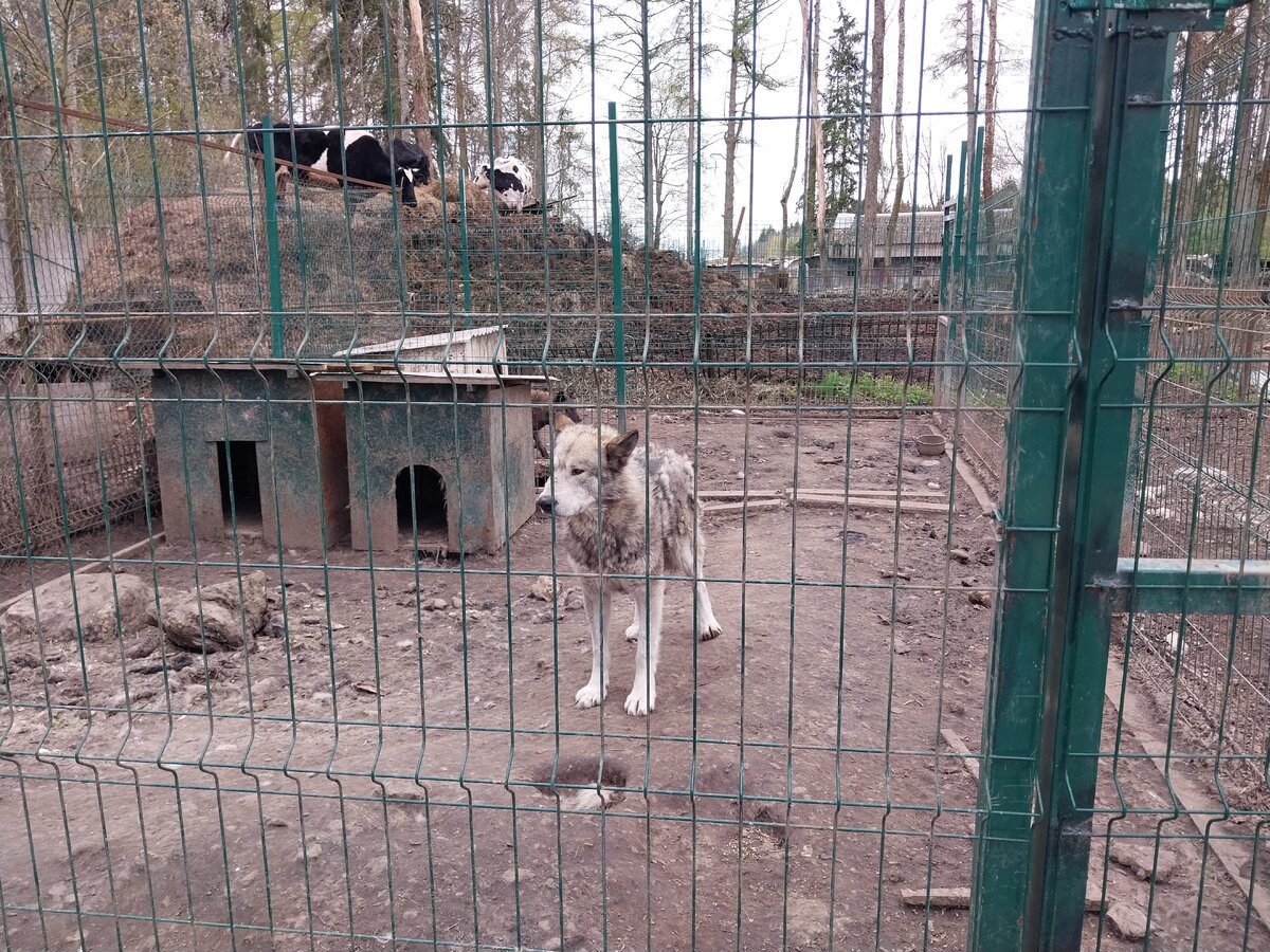 Приют Белоснежки