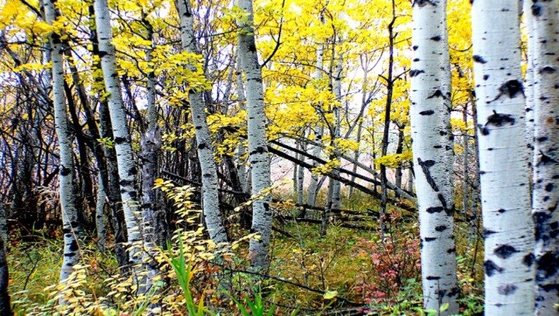  Фото: pxhere.com