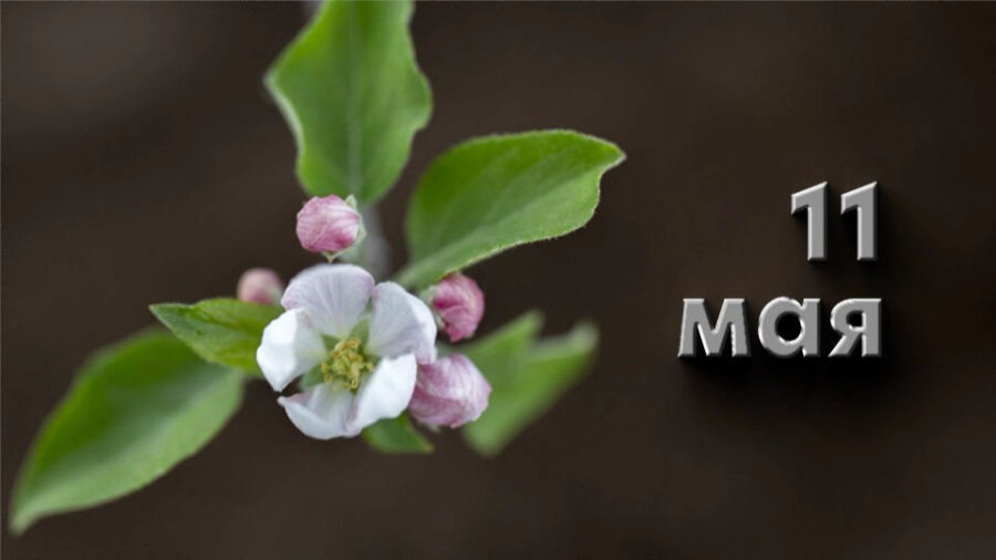 11 мая 33. 11 мая народный праздник. 11 мая народный календарь. 11 мая 33. 11 мая день республики.