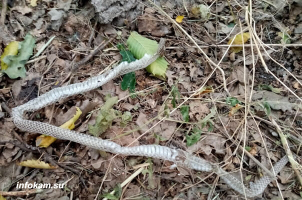    Змея перелиняла и «оставила кожу на память»