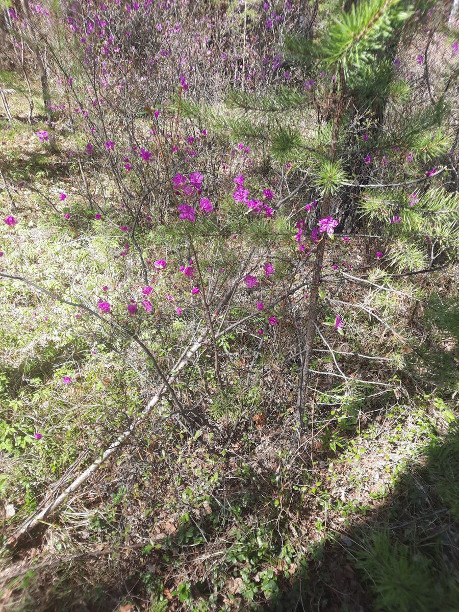 Фото автора. Посмотрите, какая у нас красота)