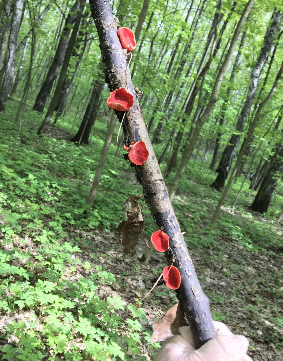 Прогнозы Грибов от Федотова. 02.05.2024 Москва, Лосиный Остров, меч самурая