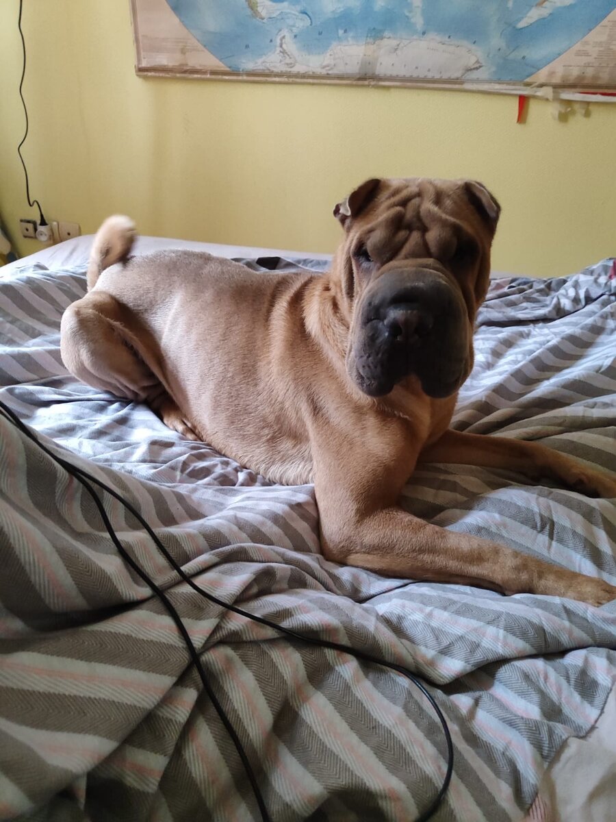 Знакомьтесь, Фил (шарпей) - очень активный молодой парень, частый гость отеля как дома "Пушистая лапа" (из личного архива автора).