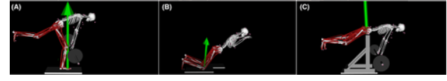 Тяги штанги на одной ноге (A),  Сгибание подколенного сухожилия в упоре на коленях (B) и экстензия на одной ноге (C),  Зеленой стрелкой показан вектор силы.