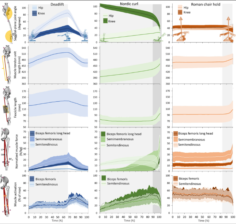 Верхний ряд: углы суставов в сагиттальной плоскости во время тяги на одной ноге (слева), сгибание подколенного сухожилия (посередине) и удержание корпуса на одной ноге (справа). Второй ряд: длина сухожилий двуглавой мышцы бедра. Третий ряд: двуглавая мышца бедра, длинная головка, длина пучка. Четвертый ряд: длинная головка двуглавой мышцы бедра, полуперепончатая и полусухожильная мышцы. Пятый ряд: Экспериментально измеренная мышечная активация полусухожильной мышцы и двуглавой мышцы бедра, усредненная по проксимальному и дистальному месту измерения. На каждой панели отображается среднее значение группы (сплошная линия) ±1 SD (заштрихованная полоса). Светло-серая область отражает фазу опускания штанги для DL (0–66%) и RCH (83–100%), а также начальную точку перелома NHC (0–88%). Темно-серая область отражает период от точки перелома до конца NHC (88–100%)