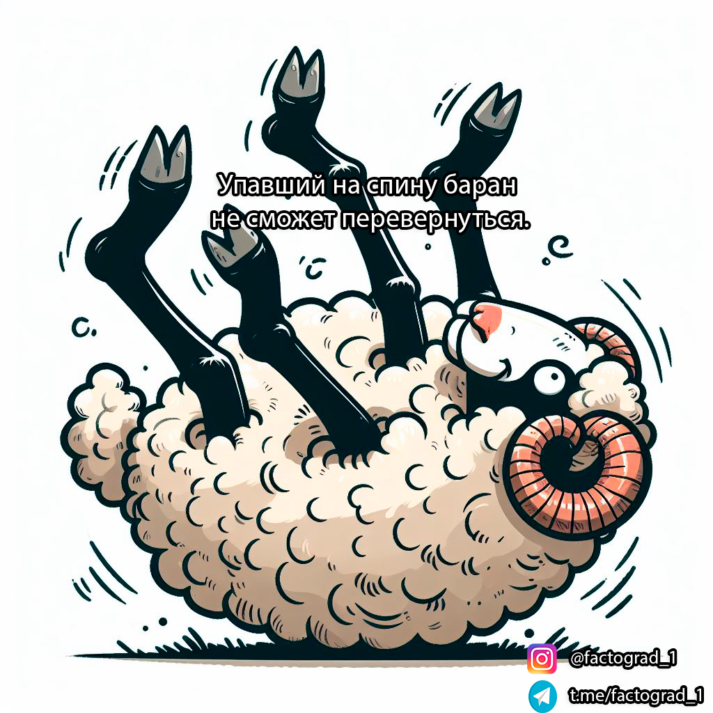 2.Упавший на спину баран обычно не может самостоятельно перевернуться из-за своей анатомии и распределения веса.