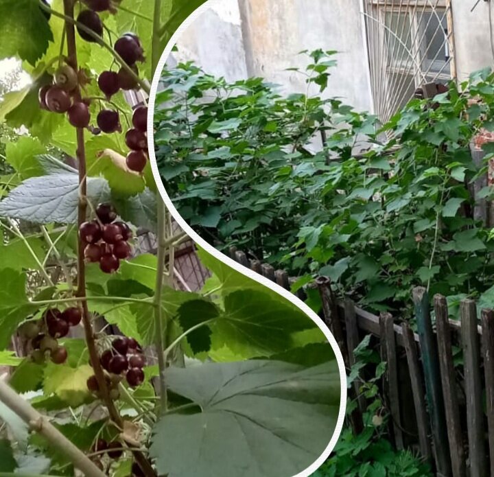 Фото из личного архива Daria Flame Princess. Смородина, которую бережно и заботливо выращивает мой муж.