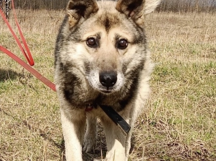 Пост - крошечная надежда для старенького, скромного пса. Судьба Серого